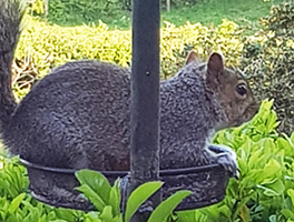 Rhodri the squirrel heloing himself to nuts